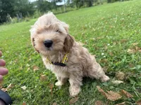 Samson, a male Miniature Goldendoodle for sale in Athens, WI – 6 of 10