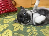 Vivian, a female Pomsky for sale in Athens, WI – 6 of 9