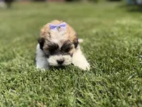 Jane, a female Bichon Frise and Shih Tzu for sale in Athens, WI – 7 of 8