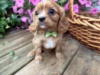 Duke, a male Cavalier King Charles Spaniel for sale in Athens, WI – 4 of 10