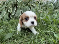 AKC Beth, a female Cavalier King Charles Spaniel for sale in Athens, WI – 10 of 10