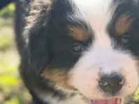 AKC Gabby, a female Bernese Mountain Dog for sale in Athens, WI – 9 of 10
