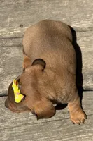 Queen , a female Miniature Dachshund for sale in Athens, WI – 5 of 10