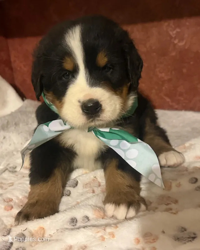 AKC Vance – Bernese Mountain Dog puppy for sale in Athens, WI