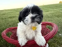 Danny, a male Bichon Frise and Shih Tzu for sale in Athens, WI – 3 of 10