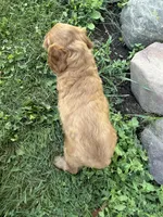Chester, a male Cockapoo for sale in Athens, WI – 6 of 10