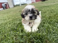 Browny, a male Bichon Frise and Shih Tzu for sale in Athens, WI – 2 of 10