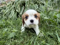 AKC Beth, a female Cavalier King Charles Spaniel for sale in Athens, WI – 2 of 10