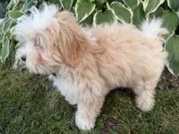 Carson, a male Maltipoo for sale in Athens, WI – 9 of 10