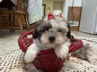 Stripes, a female Shih Tzu for sale in Athens, WI – 3 of 10