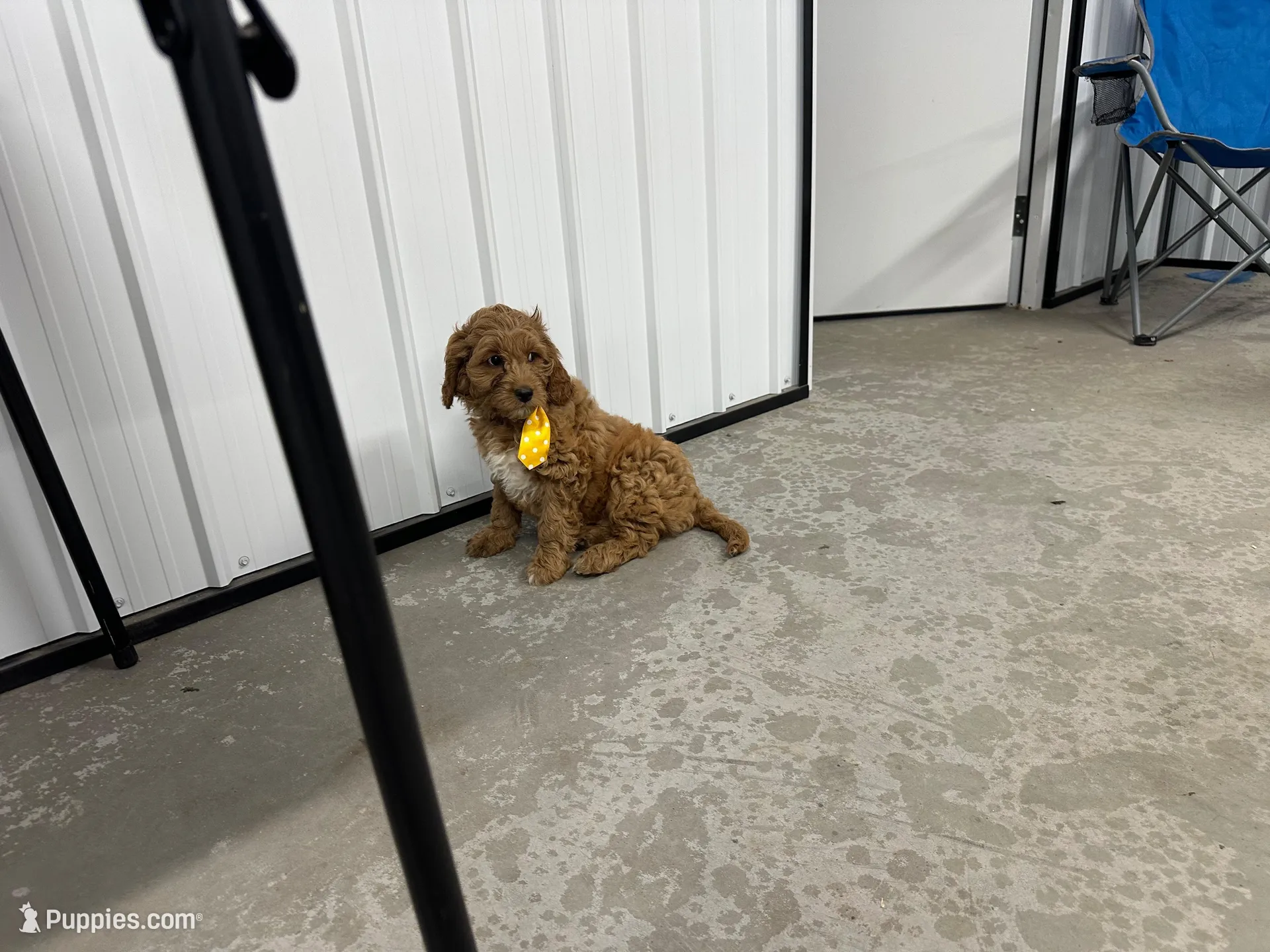 Drake, a male Cavapoo for sale in Athens, WI – Photo 5 of 10