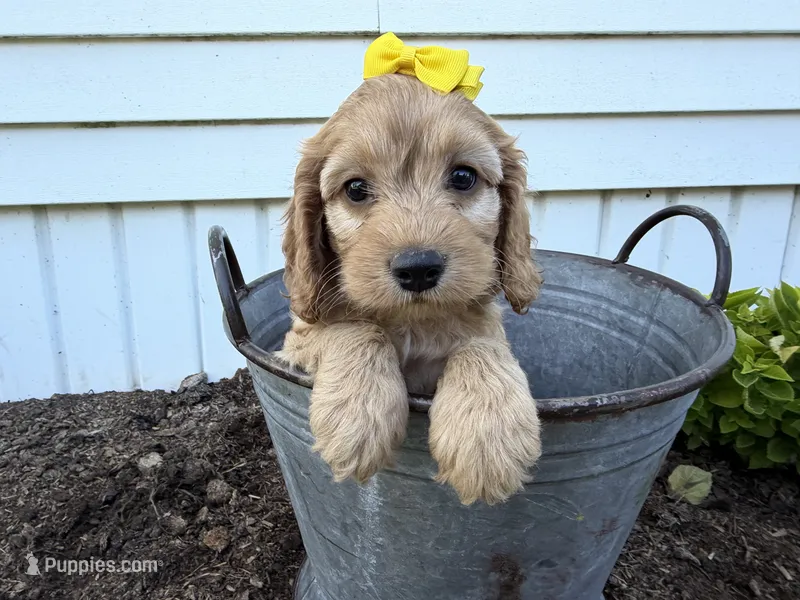 Christy – Cockapoo puppy for sale in Athens, WI