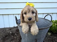 Christy, a female Cockapoo for sale in Athens, WI – 1 of 10