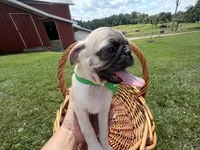AKC AIDEN, a male Pug for sale in Athens, WI – 10 of 10