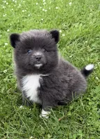 Harlee , a female Pomeranian for sale in Athens, WI – 3 of 10