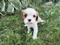 AKC Baxter, a male Cavalier King Charles Spaniel for sale in Athens, WI – 9 of 10