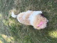 Janet, a female Bichon Frise and Shih Tzu for sale in Athens, WI – 5 of 10