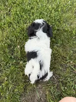 Jordan, a male Bichon Frise and Shih Tzu for sale in Athens, WI – 10 of 10