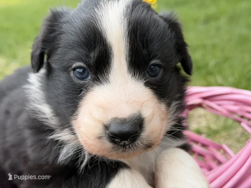 Zilla  – Australian Shepherd, Border Collie puppy for sale in Athens, WI