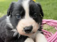 Zilla , a female Australian Shepherd and Border Collie for sale in Athens, WI – 1 of 10