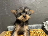 Ted, a male Yorkshire Terrier for sale in Athens, WI – Photo 7 of 10