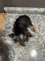 Ted, a male Yorkshire Terrier for sale in Athens, WI – Photo 5 of 10