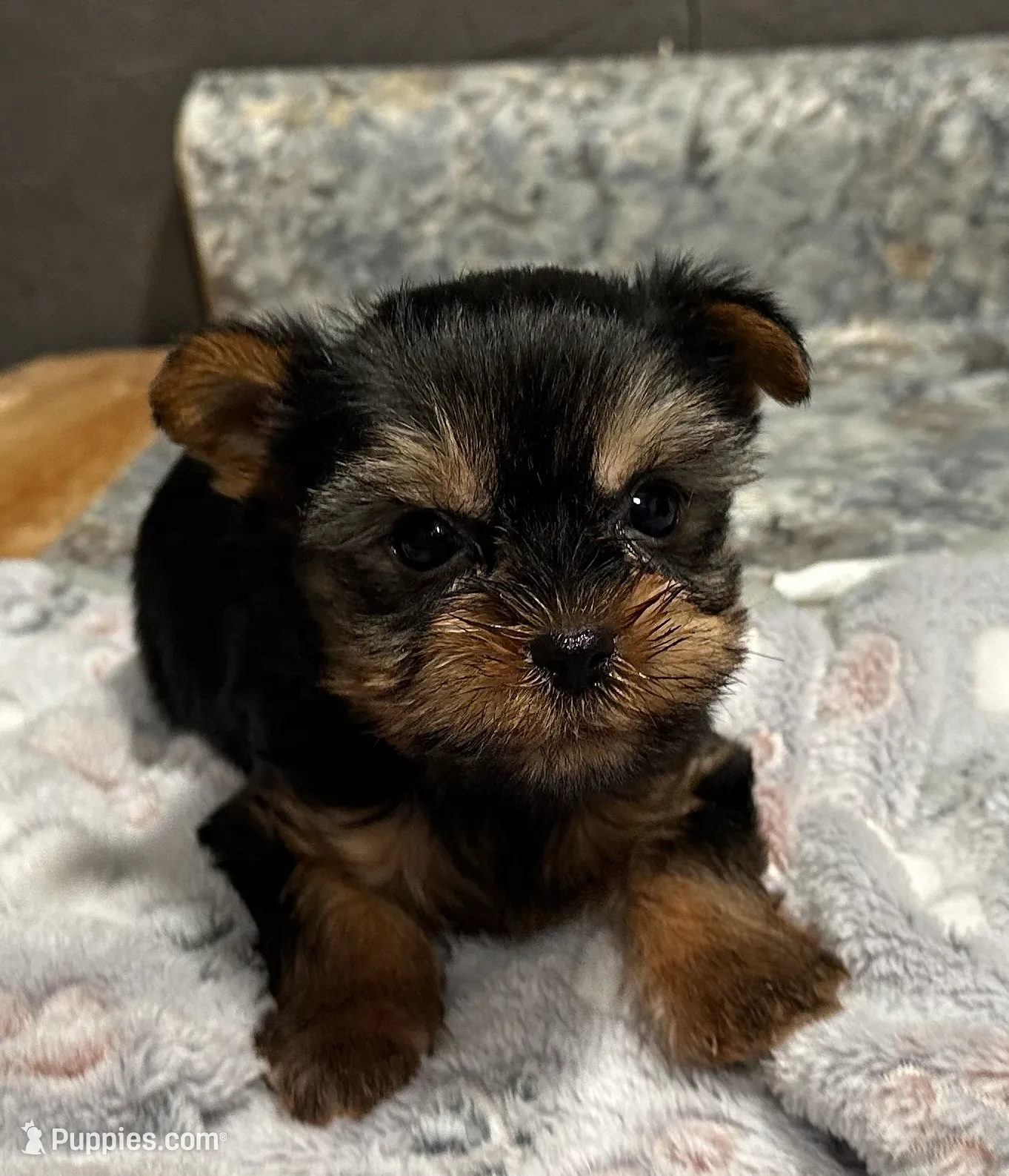 Ted, a male Yorkshire Terrier for sale in Athens, WI – Photo 9 of 10