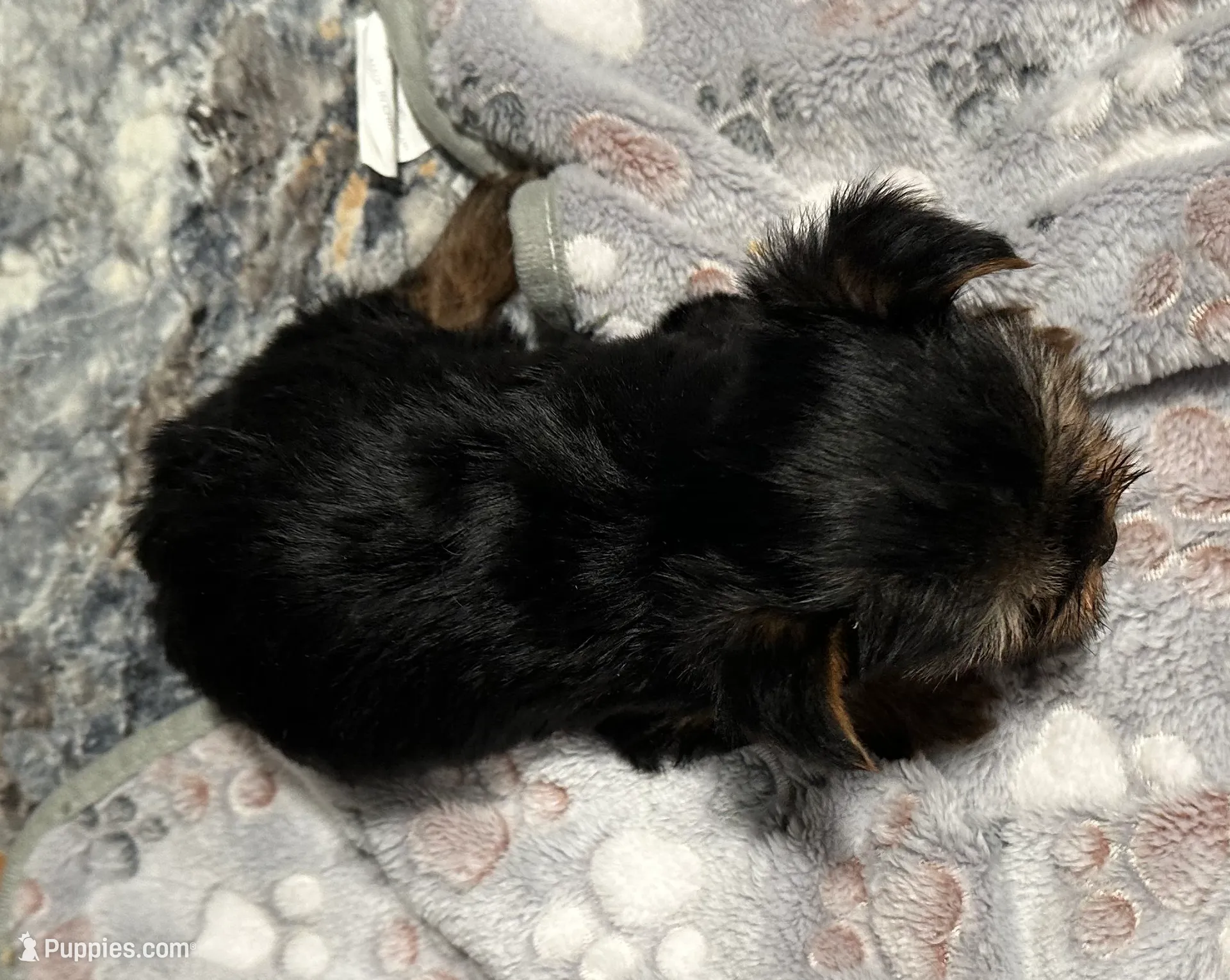 Ted, a male Yorkshire Terrier for sale in Athens, WI – Photo 10 of 10
