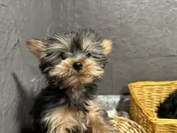 Ted, a male Yorkshire Terrier for sale in Athens, WI – Photo 4 of 10