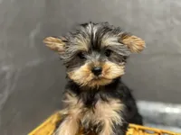 Ted, a male Yorkshire Terrier for sale in Athens, WI – Photo 6 of 10