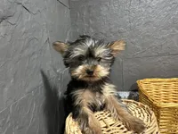 Ted, a male Yorkshire Terrier for sale in Athens, WI – Photo 1 of 10