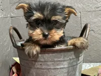 Ted, a male Yorkshire Terrier for sale in Athens, WI – Photo 8 of 10