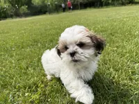 Jon, a male Bichon Frise and Shih Tzu for sale in Athens, WI – 9 of 10