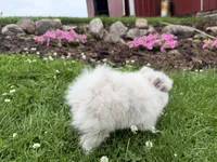 Harper, a female Pomeranian for sale in Athens, WI – 5 of 10