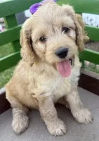 Carrie, a female Cockapoo for sale in Athens, WI – 5 of 10