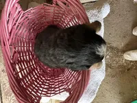 AKC Ida, a female Bernese Mountain Dog for sale in Athens, WI – Photo 2 of 2