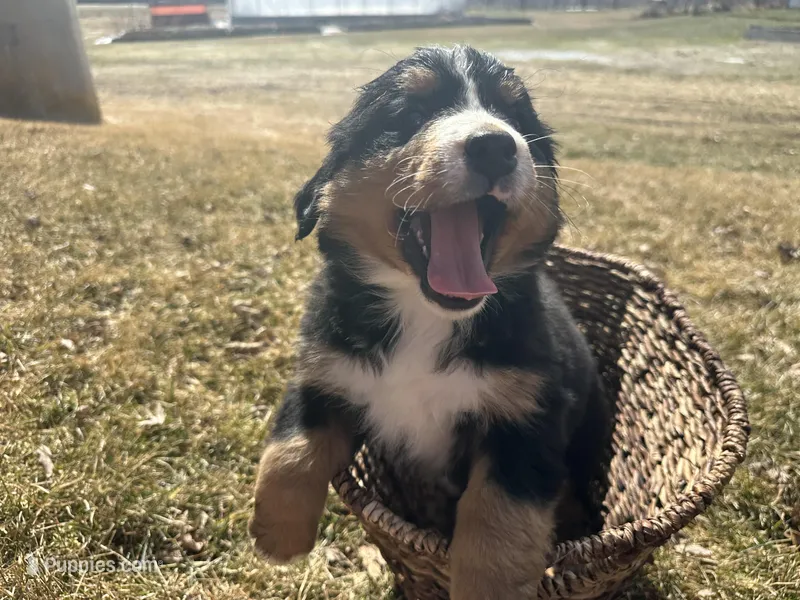 AKC Ida – Bernese Mountain Dog puppy for sale in Athens, WI