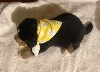 AKC Vern, a male Bernese Mountain Dog for sale in Athens, WI – 2 of 10