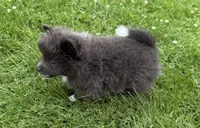 Harlee , a female Pomeranian for sale in Athens, WI – 6 of 10