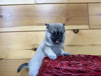 Victor , a male Pomsky for sale in Athens, WI – 3 of 9