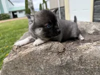 Vince, a male Pomsky for sale in Athens, WI – 8 of 10