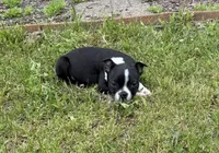 Rex, a male Boston Terrier for sale in Athens, WI – 8 of 10