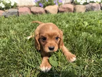 Sawyer, a male Cavalier King Charles Spaniel for sale in Athens, WI – 9 of 10