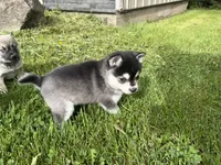 Vince, a male Pomsky for sale in Athens, WI – 9 of 10