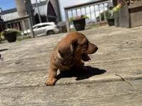 Quincy , a male Miniature Dachshund for sale in Athens, WI – 2 of 10