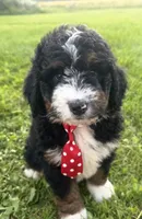 Stone, a male Bernedoodle for sale in Athens, WI – 6 of 10