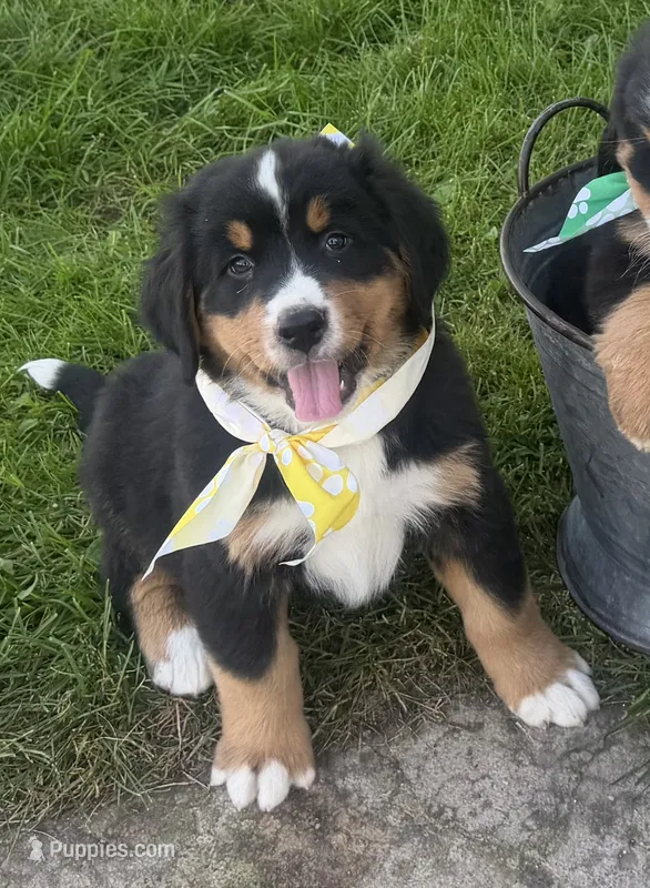 AKC Vern – Bernese Mountain Dog puppy for sale in Athens, WI