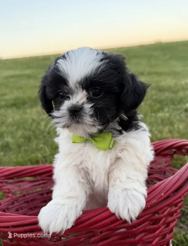 Jordan – Bichon Frise, Shih Tzu puppy for sale in Athens, WI