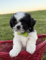 Jordan, a male Bichon Frise and Shih Tzu for sale in Athens, WI – 1 of 10