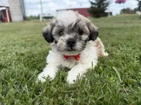 Buster, a male Bichon Frise and Shih Tzu for sale in Athens, WI – 4 of 10